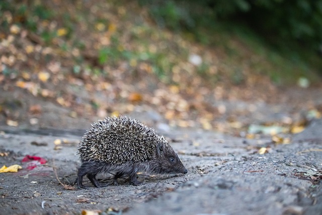 于它不仅能 于它不仅能