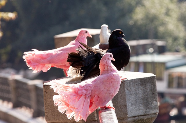 天才球员 天才球员