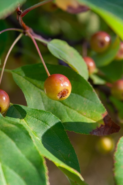 目的运动员 目的运动员